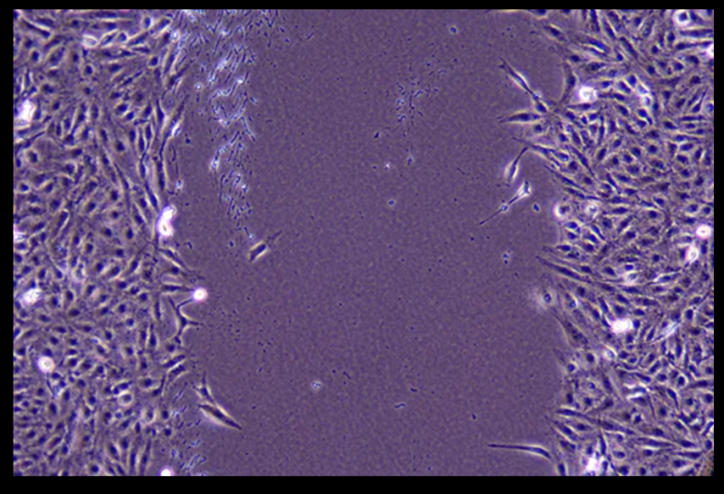 細胞生物學(xué)服務(wù)